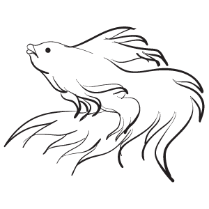 betta